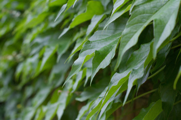 texture with leaves for the background.  a natural green leaf lay flat against the background of nature. Fresh green leaves frame the wall. Natural background. the view from the top.