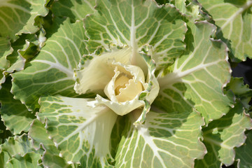 Ornamental cabbage