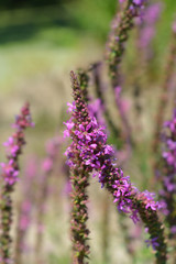 Purple loosestrife