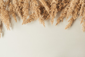 Reeds foliage branches on neutral pastel beige background. Flat lay, top view minimal floral hero header with copy space for text.