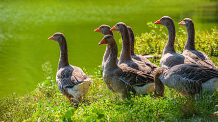 flock of domestic geese grazes on the banks of a pond in the countryside.