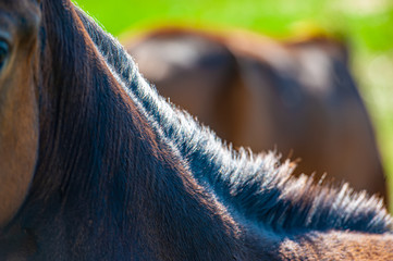 Mane of a young horse on a blurred background.