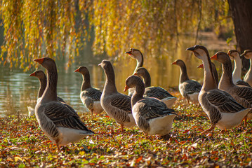 flock of domestic geese grazes on the banks of a pond in the countryside.
