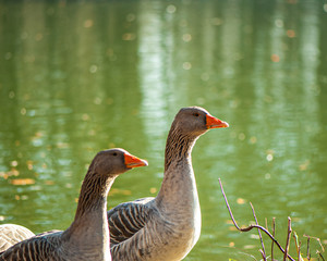 flock of domestic geese grazes on the banks of a pond in the countryside.