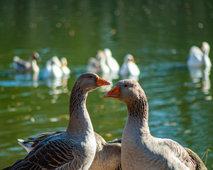 flock of domestic geese grazes on the banks of a pond in the countryside.