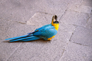 blue big macaw parrot bird in closeup