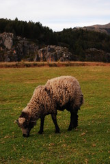 Ovejas de Cusco