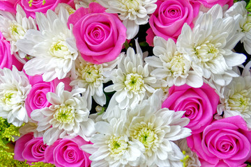 violet colored roses and white chrysanthemums  top view close up, filtered image as a natural background