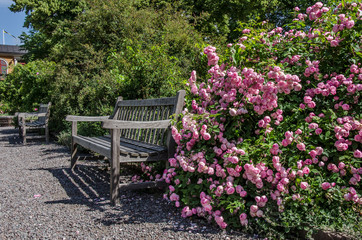 Beautiful bench near the roses during sunny day, Sweden. Rose garden in the park with empty wooden bench