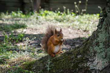Naklejka na ściany i meble Red squirrel eats bread on the ground, Sweden. Squirrel in the park Skansen on the island of Djurgarden. Skansen is open-air museum.
