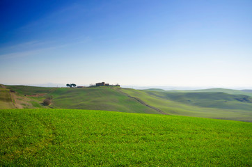 Fototapeta na wymiar Agriculture Landscape with Plants and Hills in Tuscany, Italy.
