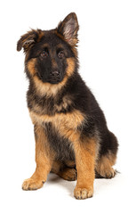 German shepherd puppy isolated on white background
