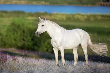 Obraz na płótnie Canvas White stallion standing in stipa grass