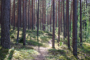 Summer forest with pipe trees, Latvia
