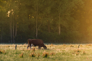 Brown cow in sunny meadow with tall grass during spring.