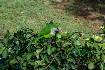 Wild green parrot on the green bush in a park in Spain. Also known as the Monk parakeet or Quaker parrot