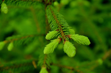 New needles on conifer, evergreen with new light green needles, growing pine tree, new needles growing christmas tree