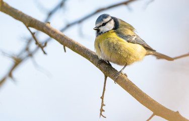Blue tit isolated on a branch