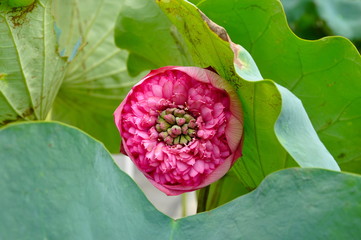 blooming lotus flower in pink color