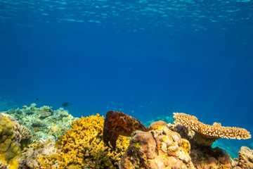 Cuttlefish on a colorful coral reef