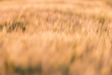 Fototapeta premium Detail of wheat field in evening sunlight.