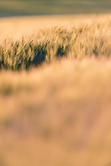Detail of wheat field in evening sunlight.