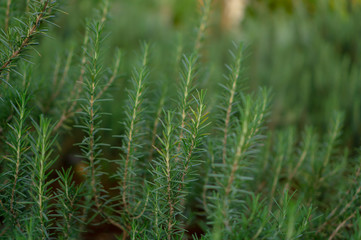 Rosemary fragrant herb is edible woody perennial plant with greenery needle-like leaves in traditional English cottage backyard planting Sensory organic garden