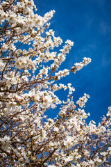 Campo de almendros en flor en la isla de Ibiza en febrero