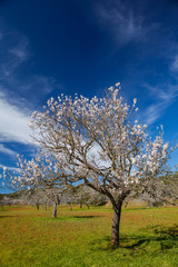 Campo de almendros en flor en la isla de Ibiza en febrero
