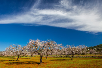Campo de almendros en flor en la isla de Ibiza en febrero