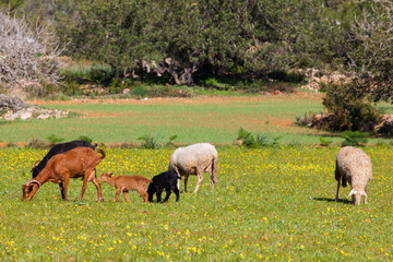 Cabras y ovejas pastando en campo ibicenco