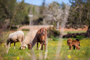 Cabras y ovejas pastando en campo ibicenco