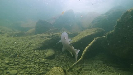 Freshwater fish Common huchen (Hucho hucho) in the beautiful clean river. Underwater footage with nice danube salmon and natural light. Wild life animal. Swimming predator fish in the river habitat.