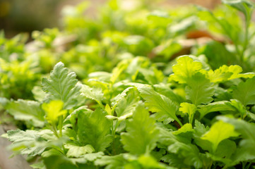 Fresh greenery foliage of Celery plant or baby Smallage spreading in the cray pottery on blurry background