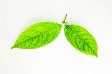 green leaf isolated on white background