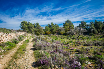 Campo con variedad de plantas aromáticas en la isla de Ibiza
