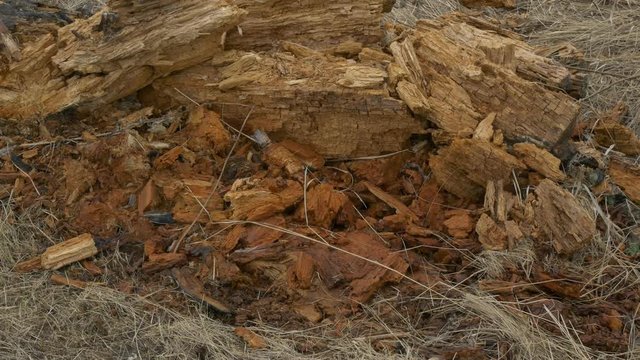 An old fallen tree rotting on the ground. climate problems