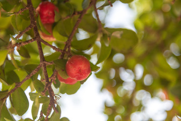Acerola fruits on the tree Malpighia emarginata