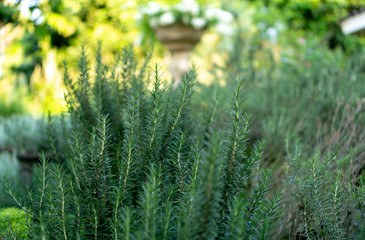 Rosemary fragrant herb is edible woody perennial plant with greenery needle-like leaves in traditional English cottage backyard planting Sensory organic garden