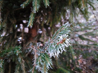 Branch covered in ice cold white frost in the winter. first frosts, cold weather, frozen water, frost