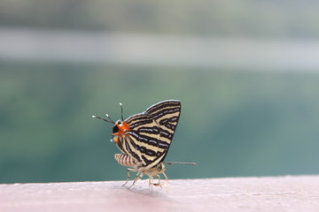 Fototapeta na wymiar butterfly in close distance