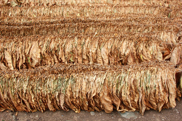 Suspended tobacco leaves - Drying tobacco leaves