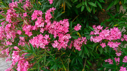Fototapeta premium Bunches of pink petals of fragrant Sweet Oleander flower or Rose Bay, flowering plant blossom on green leaves background in summer season