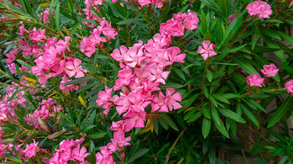 Bunches of pink petals of fragrant Sweet Oleander flower or Rose Bay, flowering plant blossom on green leaves background in summer season