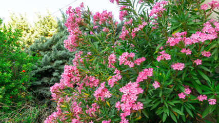 Bunches of pink petals of fragrant Sweet Oleander flower or Rose Bay, flowering plant blossom on green leaves background in summer season