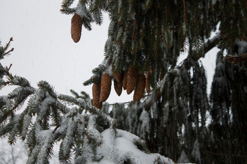 Snow-covered spruce branches with green needles