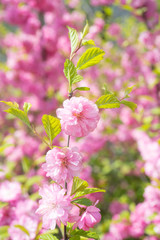 Macro photo of nature pink sakura flowers.