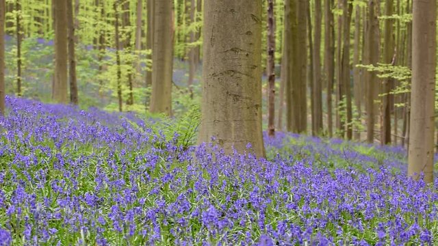 Elderly people walking in beech forest with bluebells in flower in spring