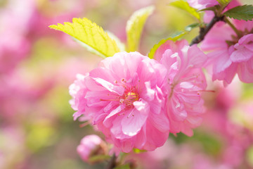 Macro photo of nature pink sakura flowers.