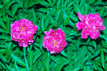 Obraz premium Three peony flowers over green leaves background. Beautiful nature background.